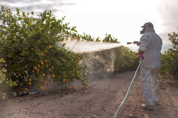 Best Affordable Pest Control Services  in Bellemont, AZ