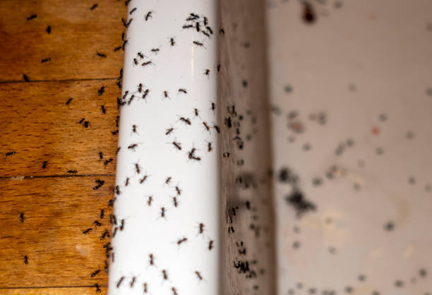 Best Mosquito Control Services  in Bellemont, AZ