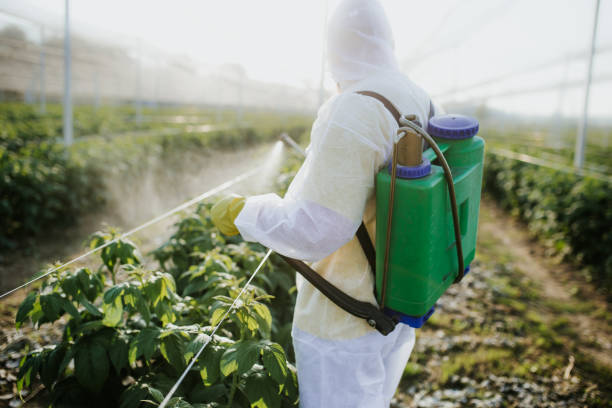 Best Mosquito Control Services  in Bellemont, AZ